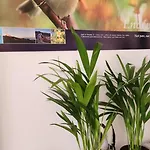 Entier Dans Un Espace De Verdure Perpignan
